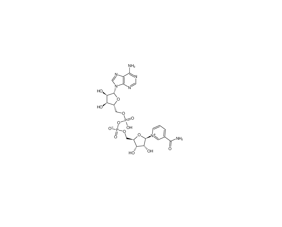 β-煙酰胺腺嘌呤二核苷酸|53-84-9
